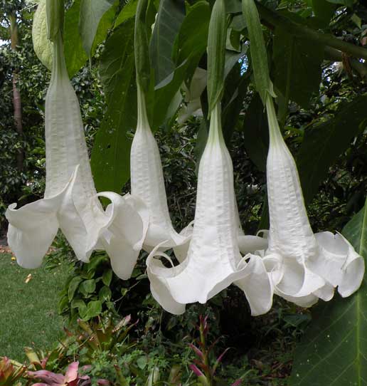 Brugmansia Matapouri Virgo - Image 2
