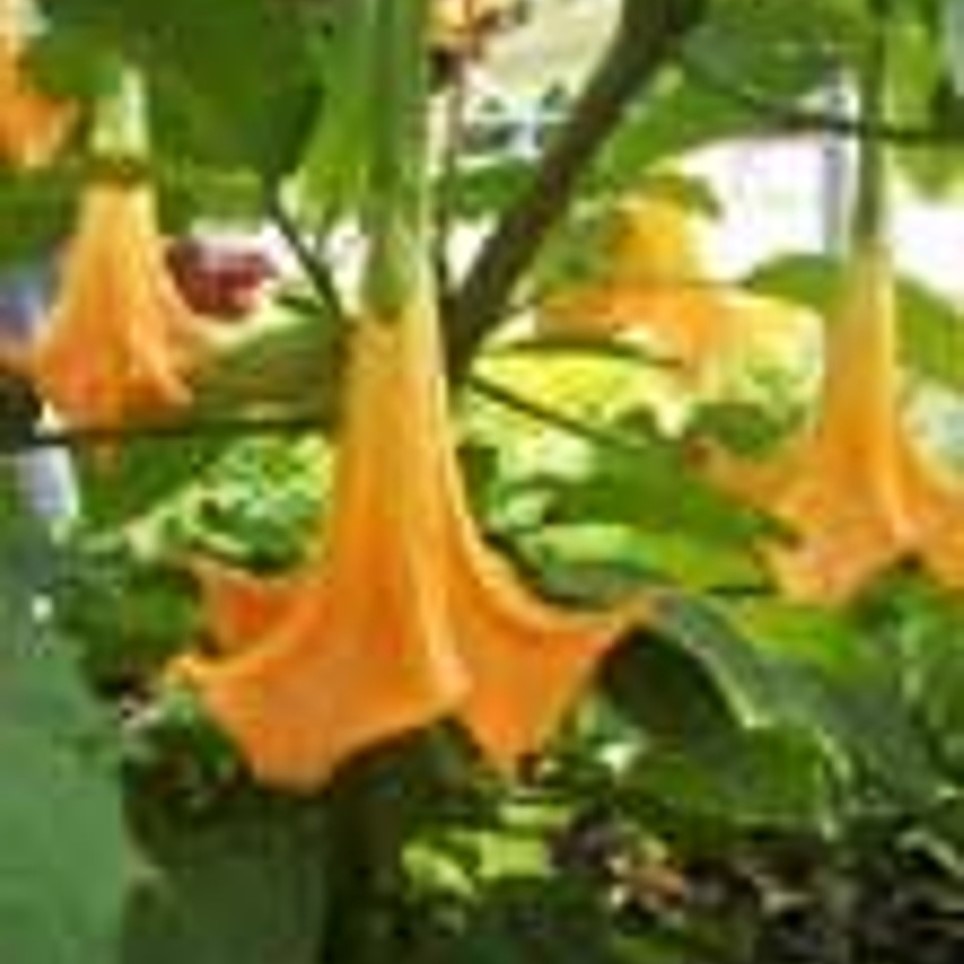 Brugmansia Butterscotch