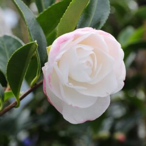 Camellia Early Pearly