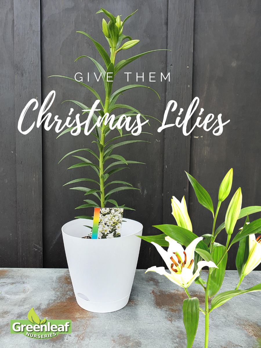 Christmas Lily, Snow Queen - 2.5Ltr (60/100)
