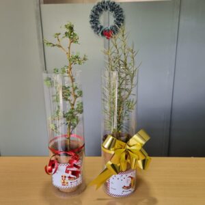 Native tree gift