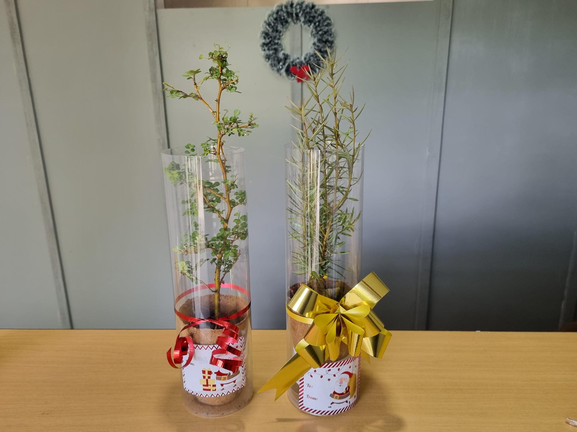 Native tree gift