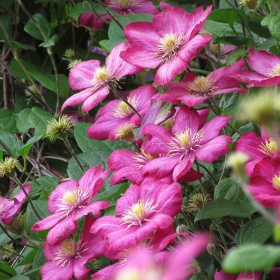 Clematis hybrid Ville de Lyon - Image 2