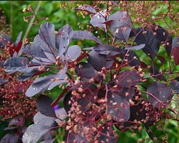 Cotinus Royal Purple, Smoke Bush - Pb6.5 - Image 2