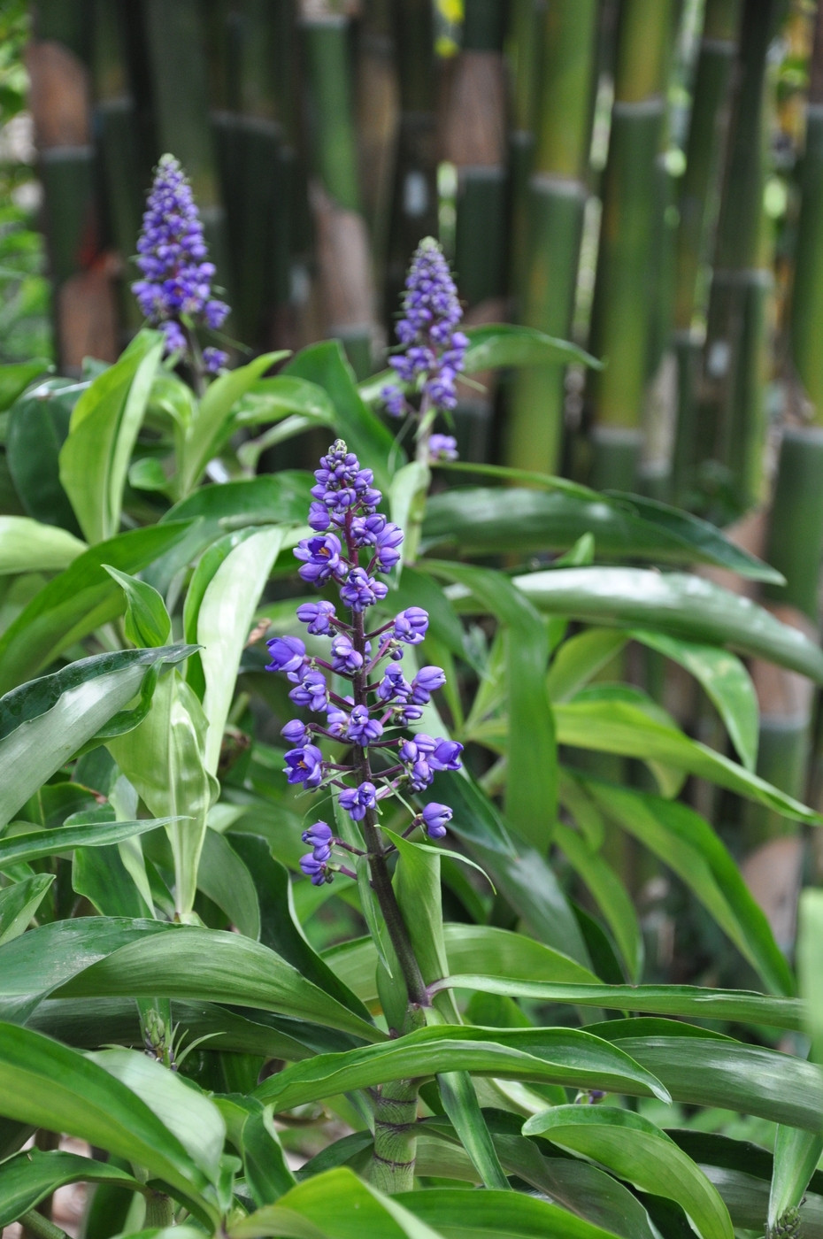 Dichorisandra thyrsiflora, Blue Ginger - Image 3