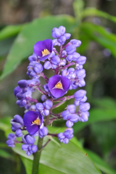 Dichorisandra thyrsiflora, Blue Ginger - Image 4