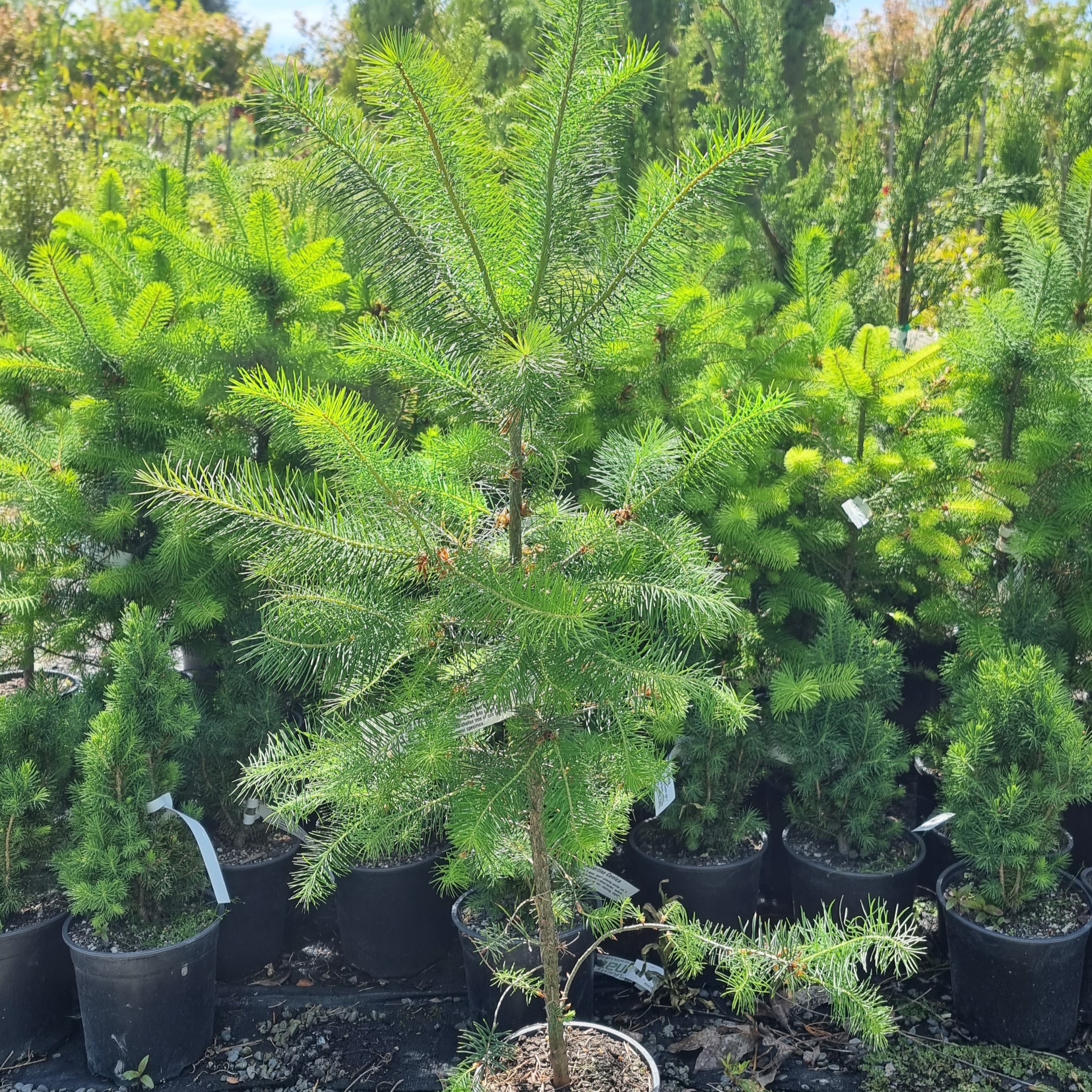 Pseudotsuga menziesii, Douglas Fir - Image 3