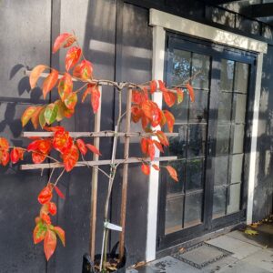 Persimmon Fuyu Espalier