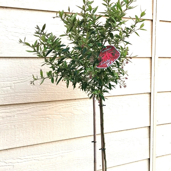 Grevillea Lady O - Standard - Image 3