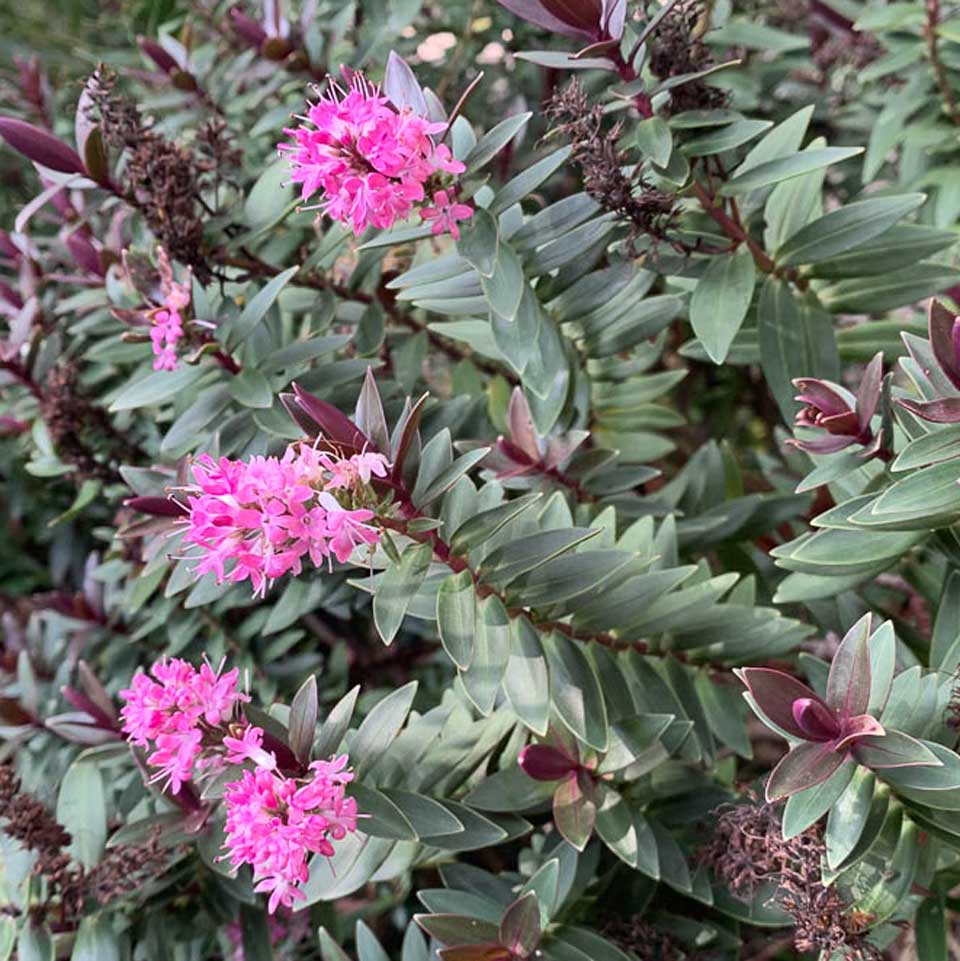 Hebe Pretty in Pink