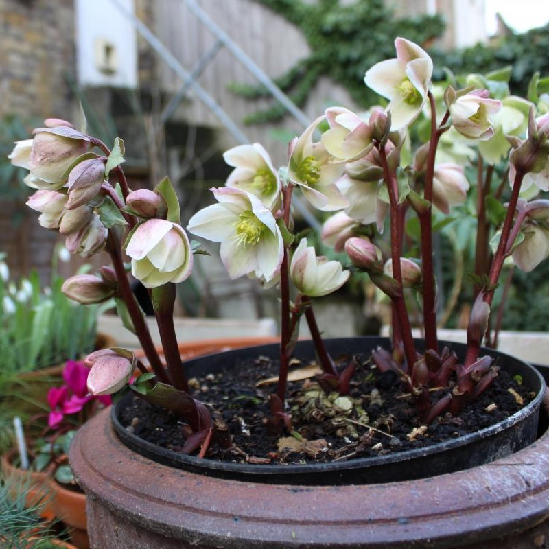 Helleborus Ivory Prince - 2.5Ltr - Image 3