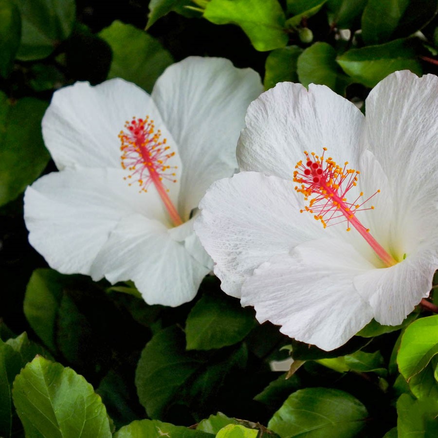 Hibiscus arnottianus - Hawaiian White - Image 2