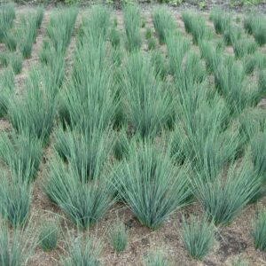 Juncus Blue Dart