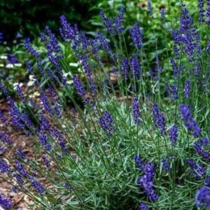 Lavandula intermedia Super - Pb5