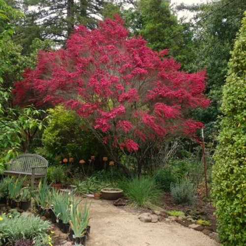 Leptospermum Red Ensign - Image 2