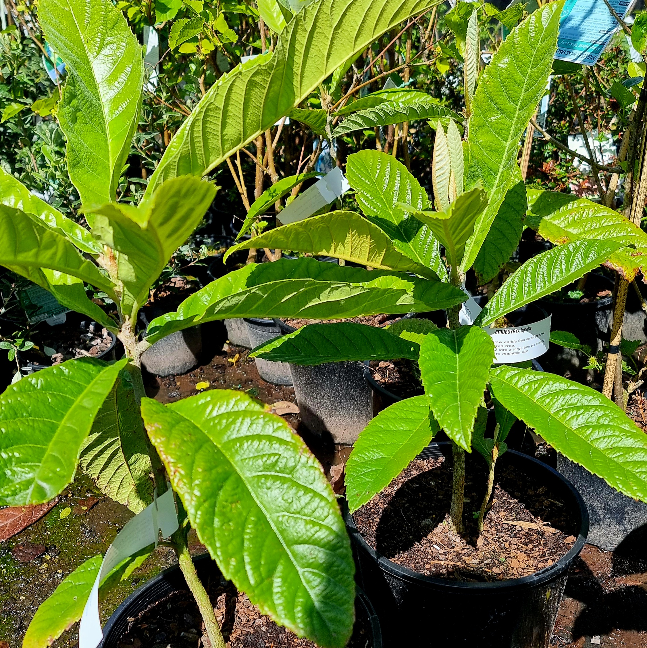 Loquat - Erioboyrya japonica - Image 2