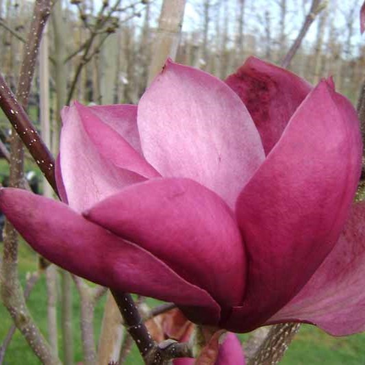 Magnolia Red As - Image 2