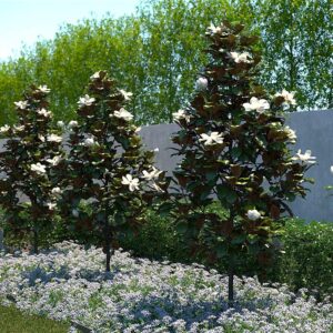 Magnolia Little Gem - 4Ltr/8.5Ltr
