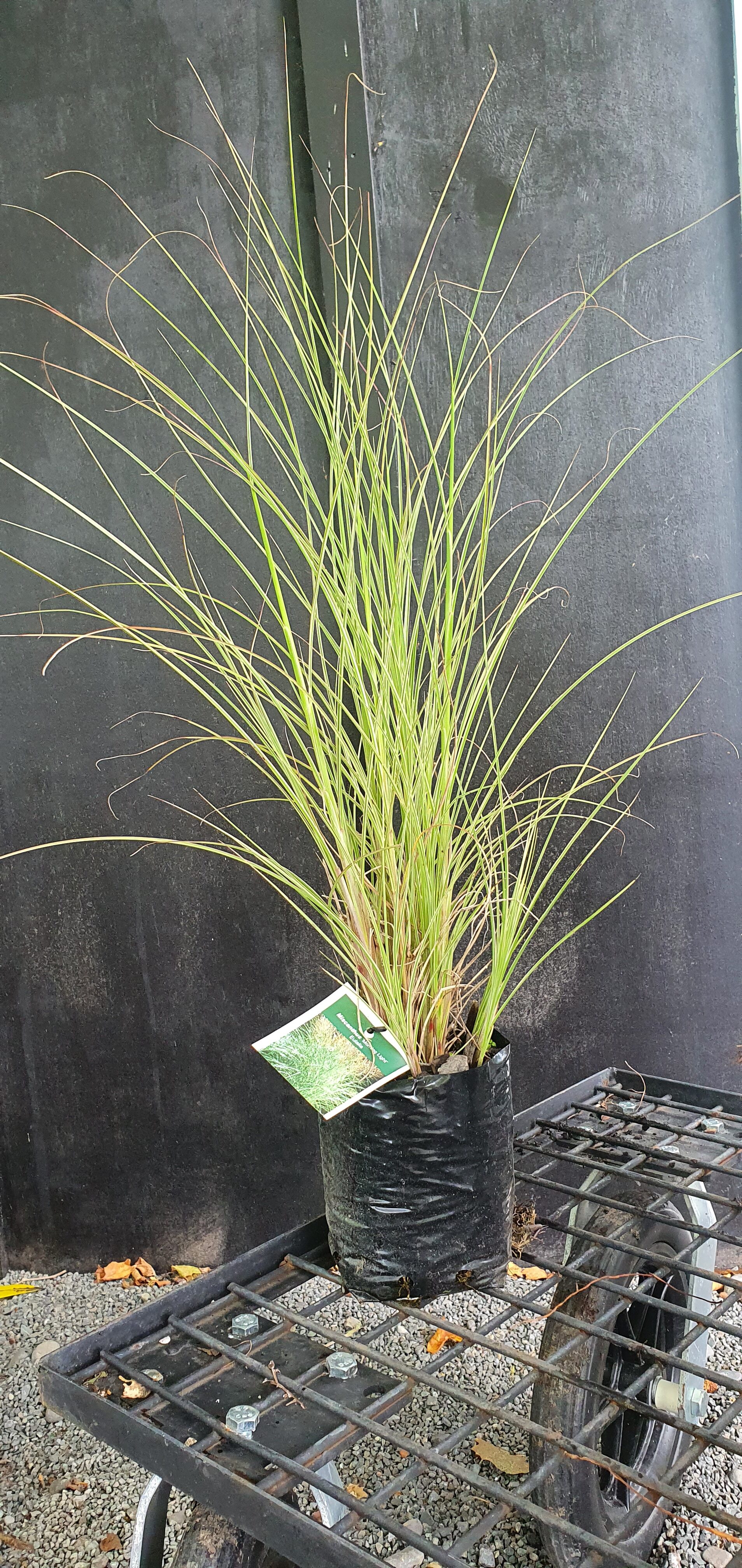 Miscanthus Morning Light - PB3/PB5 - Image 3