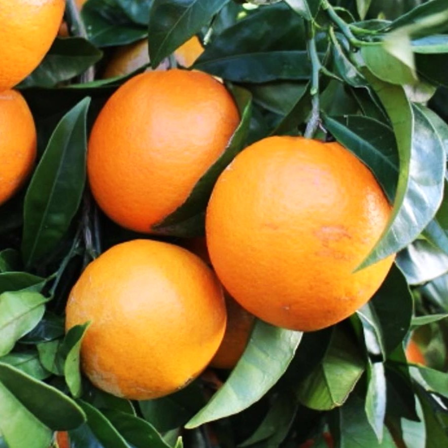 Orange Fukumoto