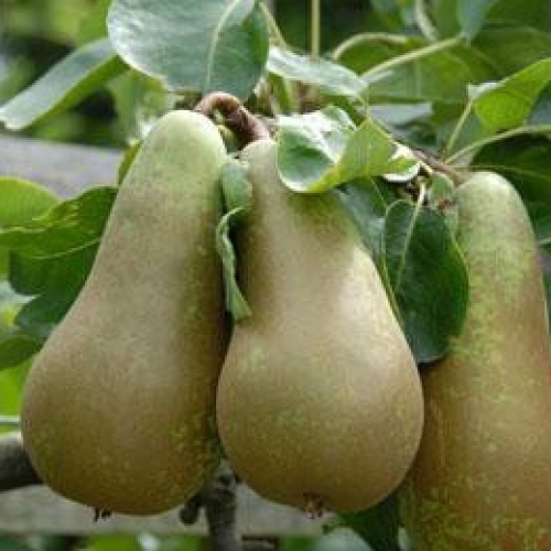 Pear Double Red Bartlett/Conference - Image 2