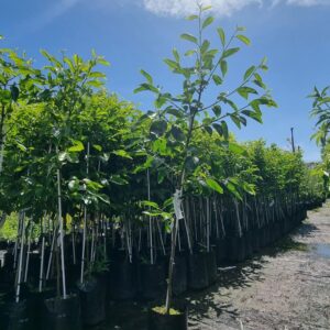 Persimmon Fuyu - Pb8/12 -1.8m tall, grafted