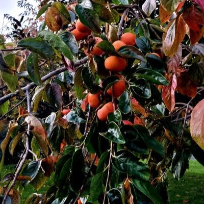 Persimmon Fuyu - Pb8/12 -1.8m tall, grafted - Image 3