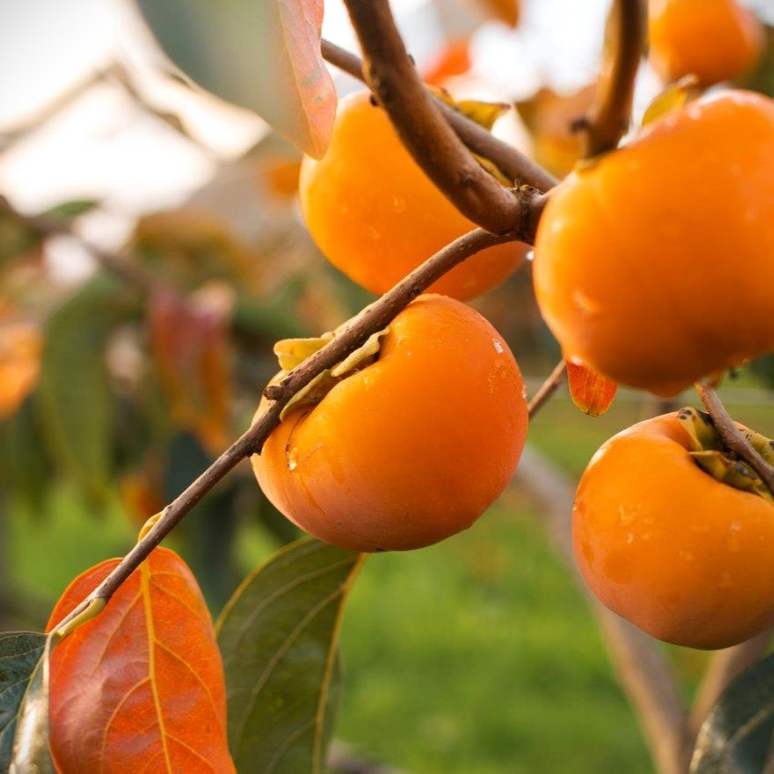 Persimmon Fuyu - Pb8/12 -1.8m tall, grafted - Image 2