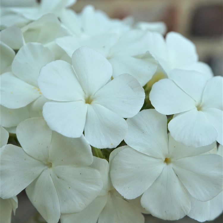 Phlox grandiflora, Alba Grandiflora - Image 2