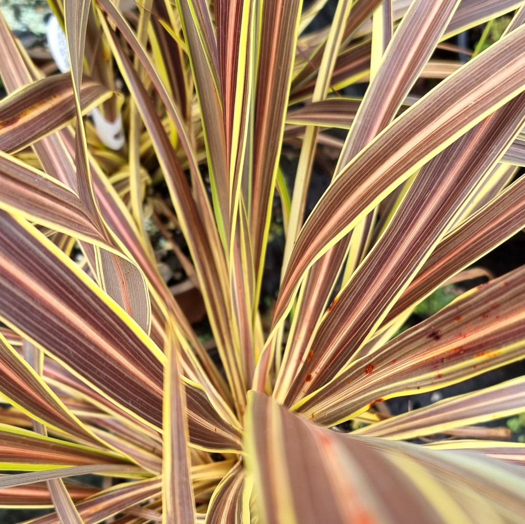 Phormium x Golden Earth