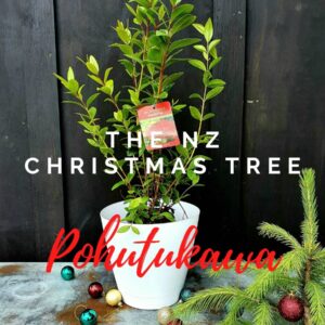 New Zealand Christmas Tree - Pohutukawa