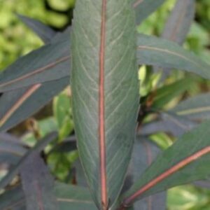 Pseudopanax x Sabre