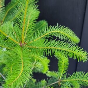 Pseudotsuga menziesii, Douglas Fir