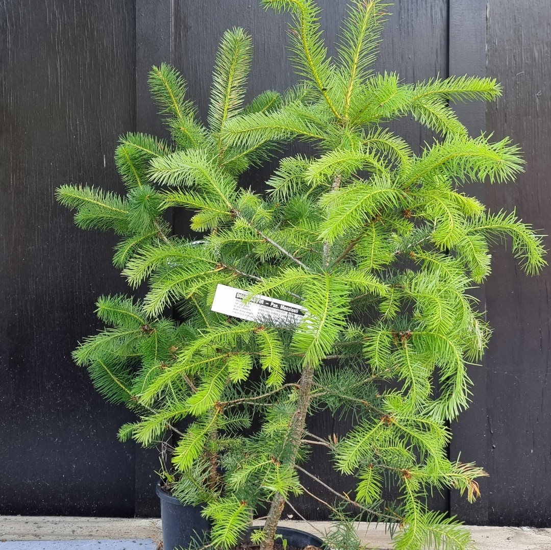 Pseudotsuga menziesii, Douglas Fir - Image 2
