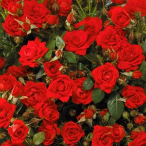 Rose Global Cover - 2.5Ltr