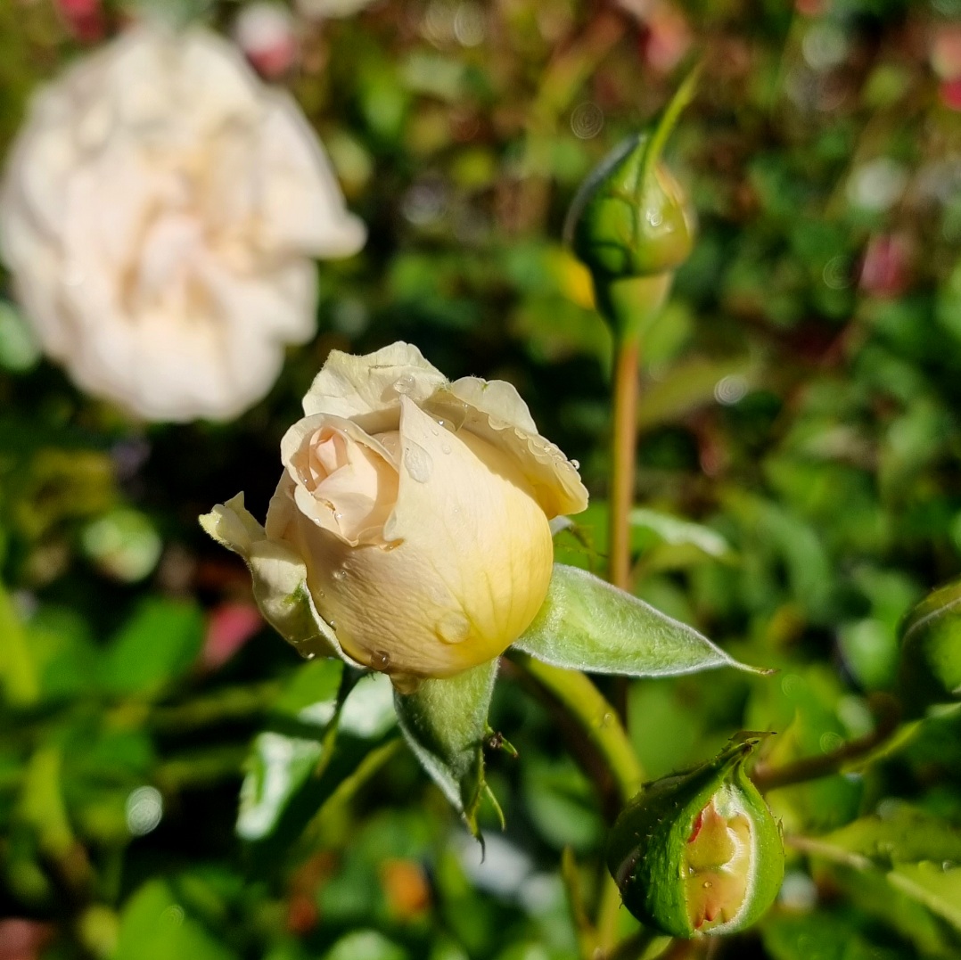 Rose Showpiece Champagne - Image 2