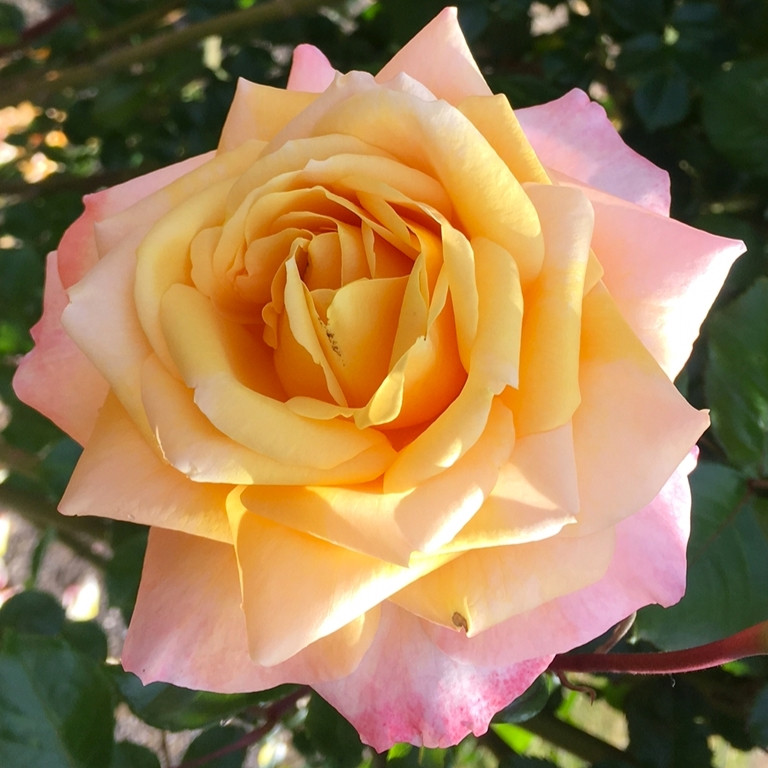 Rose Tropical Essence (climber) - Image 2