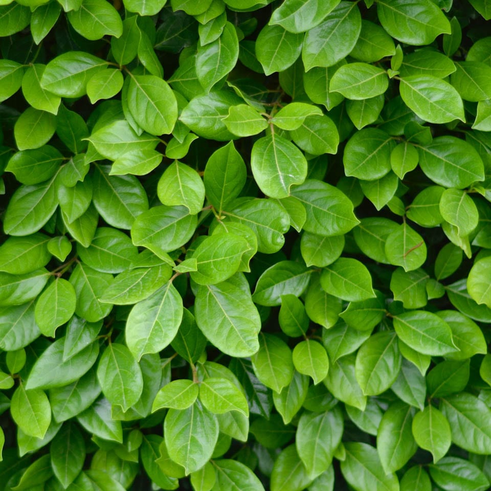 Viburnum tinus Lucidum - Pb5 - Image 3