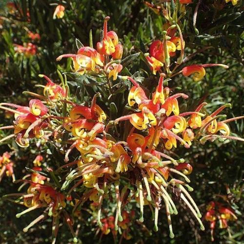 Grevillea Bonnie Prince Charlie - Pb6.5 - Image 2
