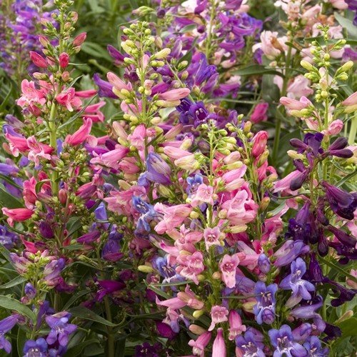 Penstemon (assorted colours) - Pb6.5 - Image 2