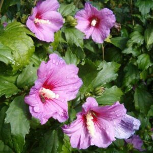 Hibiscus syriacus (mixed colours) - Pb5 (30/100)
