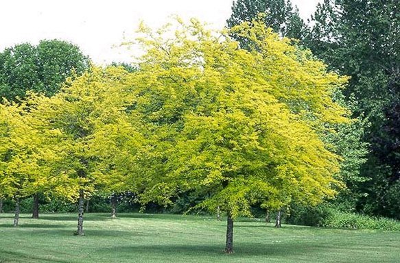 Gleditsia Sunburst, Golden Honey Locust - Pb28