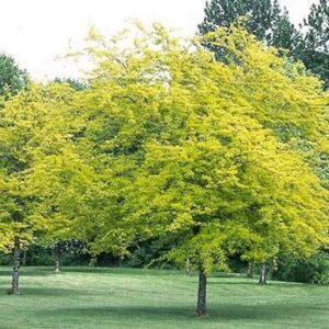 Gleditsia Sunburst, Golden Honey Locust - Pb40/45Ltr