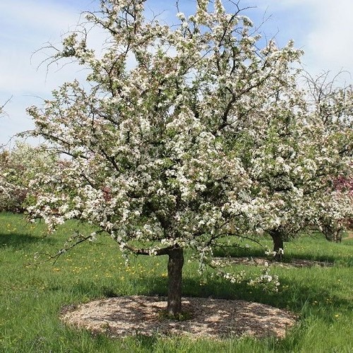 Malus Charlottae, Crabapple - Pb18 - Image 2