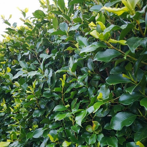 Ficus Tuffi - Pb5/Pb6.5 90-110 cm tall