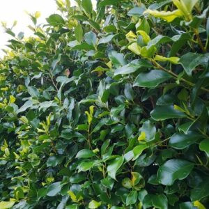 Ficus Tuffi - Pot