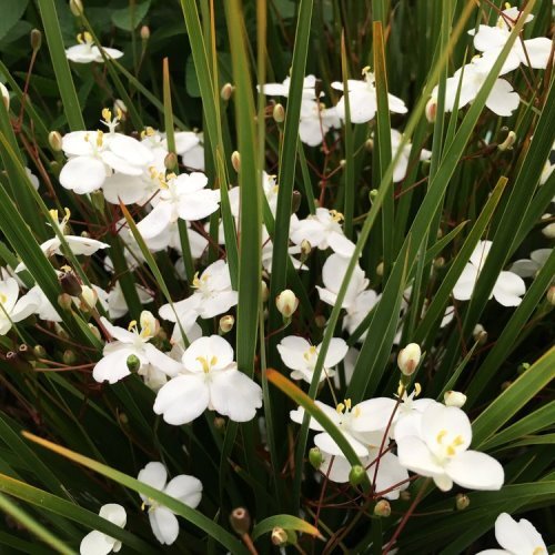 Libertia Grasshopper - Pb3/Pb6.5 - Image 2
