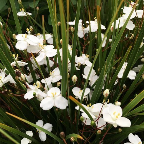 Libertia Grasshopper - Pb3/Pb6.5