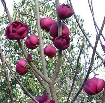 Magnolia Black Tulip - Pb18/Pb28