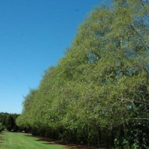 Alnus jorullensis, Mexican Alder - Pb5/Pb6.5